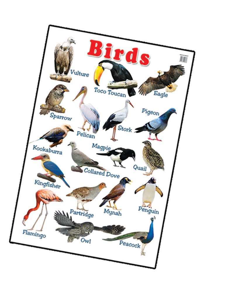 Плакат Birds (ламінація)