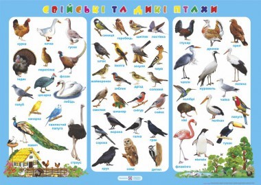 Плакат «Свійські та дикі птахи»